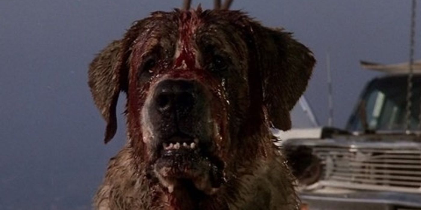 Cujo infected with rabies