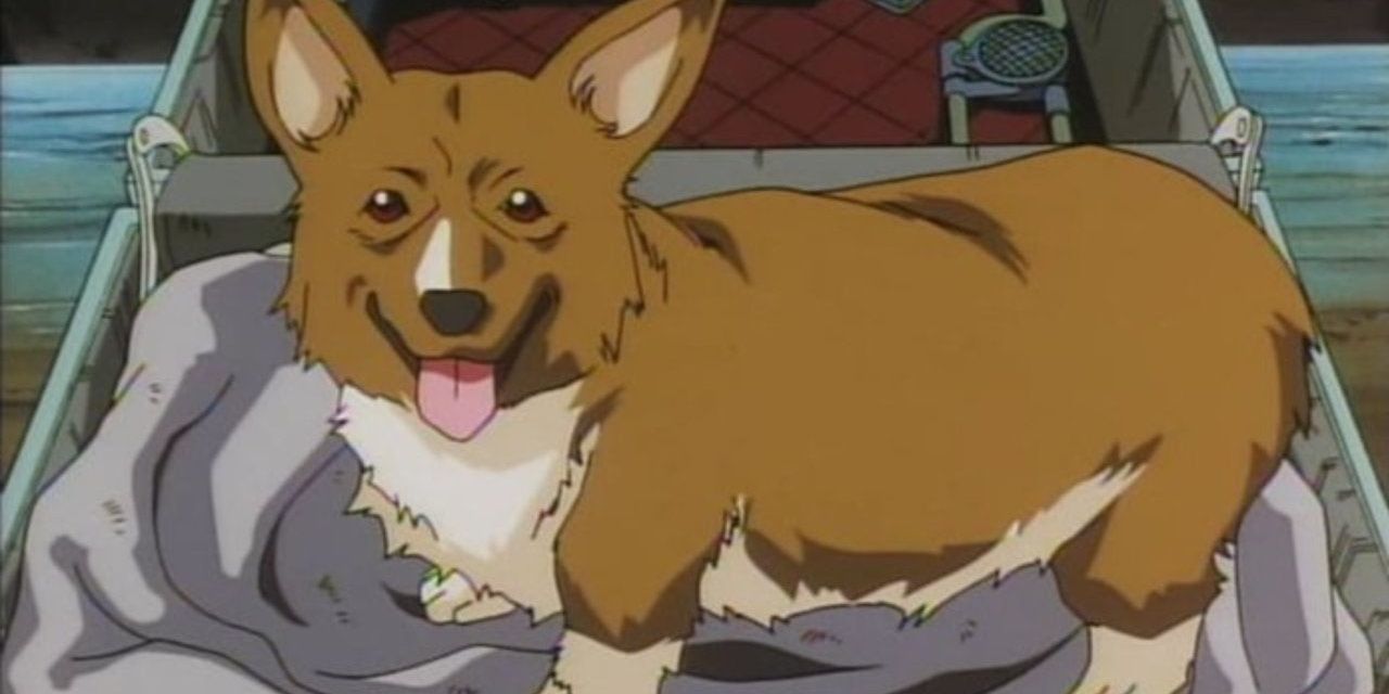 Ein looking happy in Cowboy Bebop