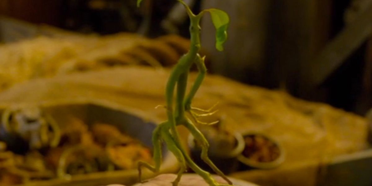 Pickett the Bowtruckle in Fantastic Beasts