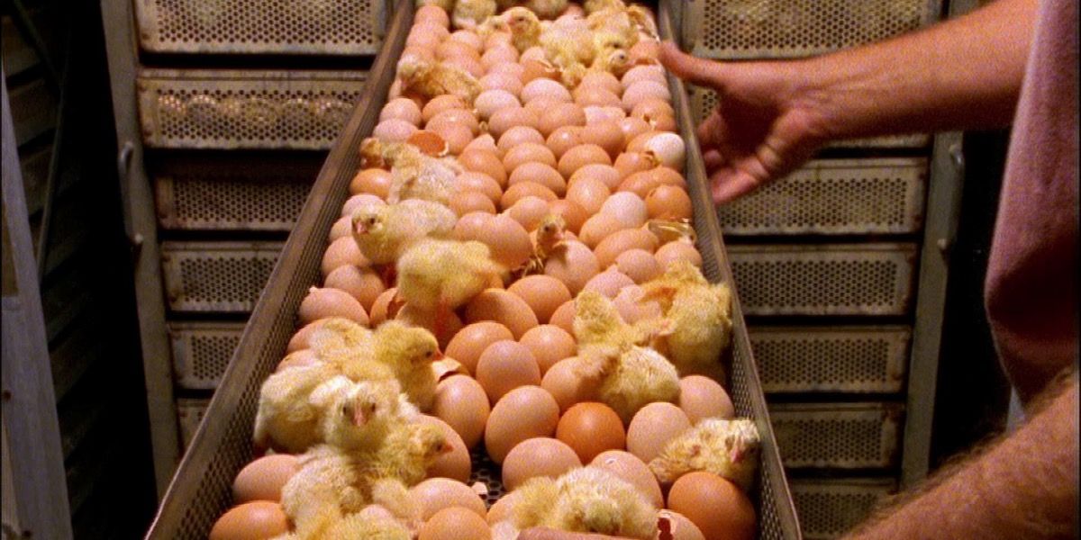 a tray of eggs and chickens in Food, Inc