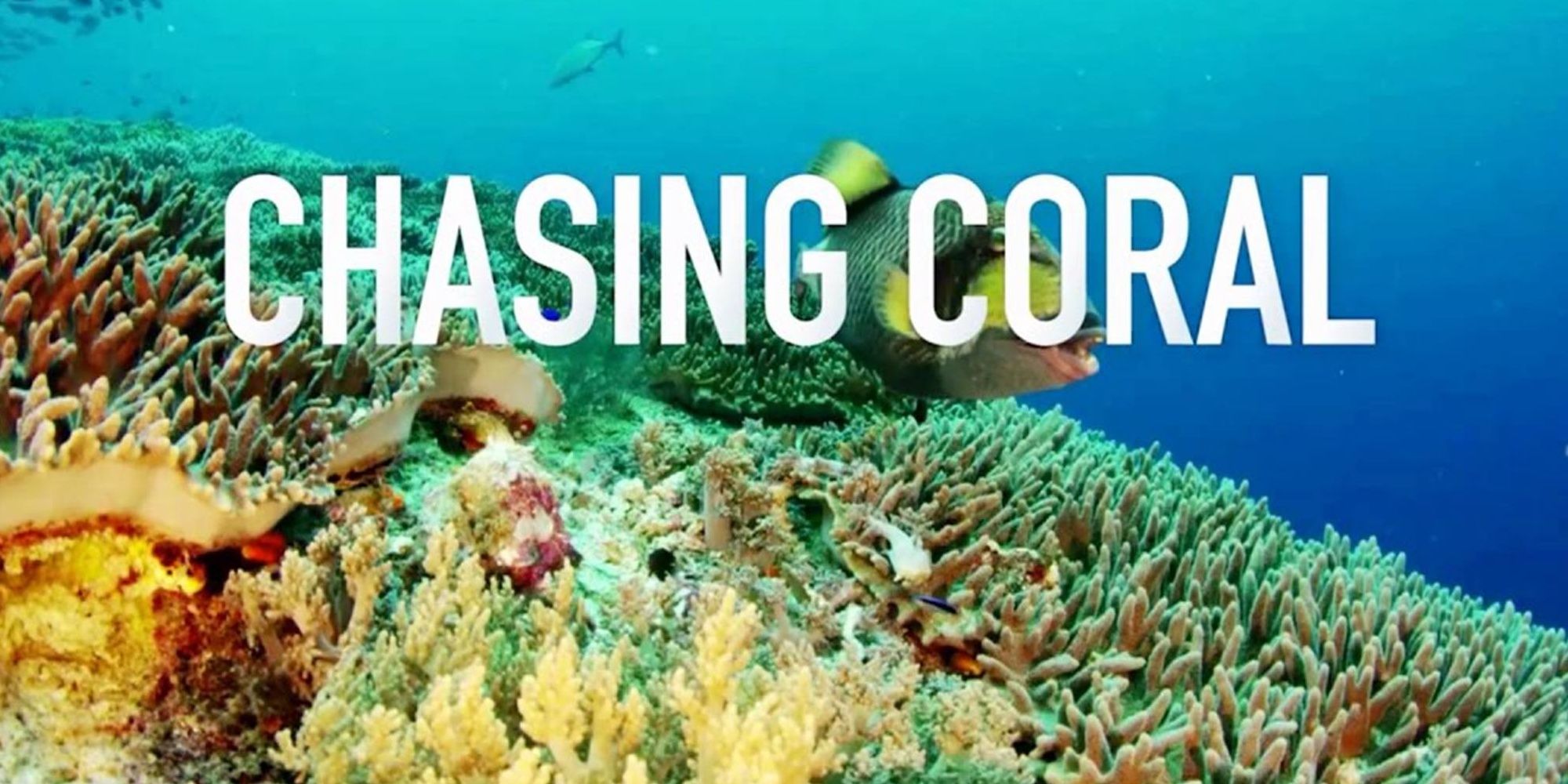 Title screen for Chasing Coral ( showing underwater with coral)