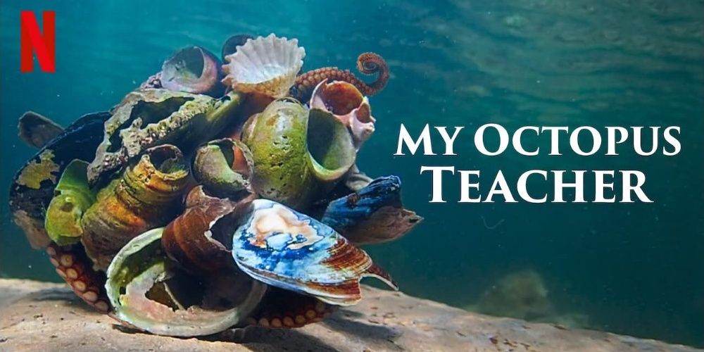 Octopus under the ocean hiding under a bunch of shells in My Octopus Teacher