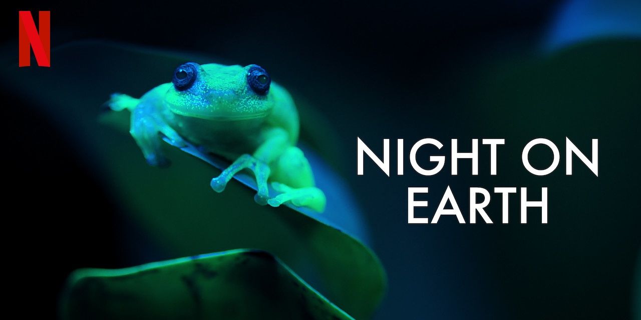 Frog on a leaf in title screen of Night on Earth with text