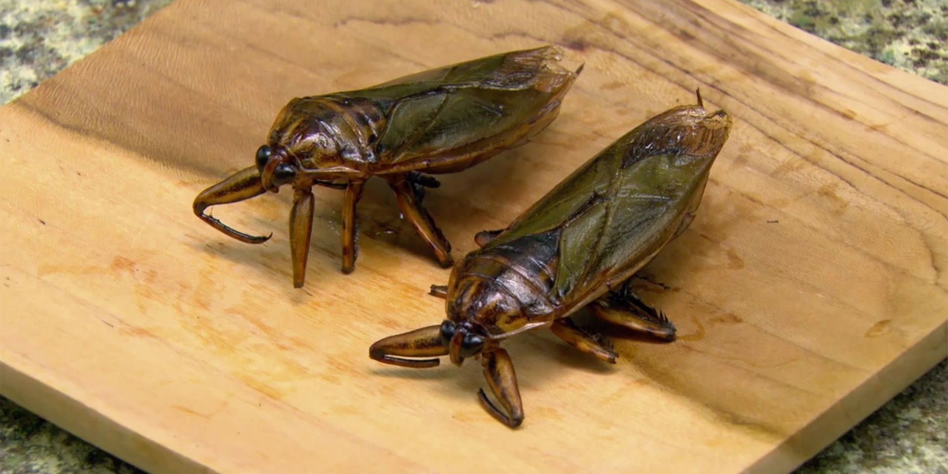 Giant bugs on a plate from Survivor Cambodia