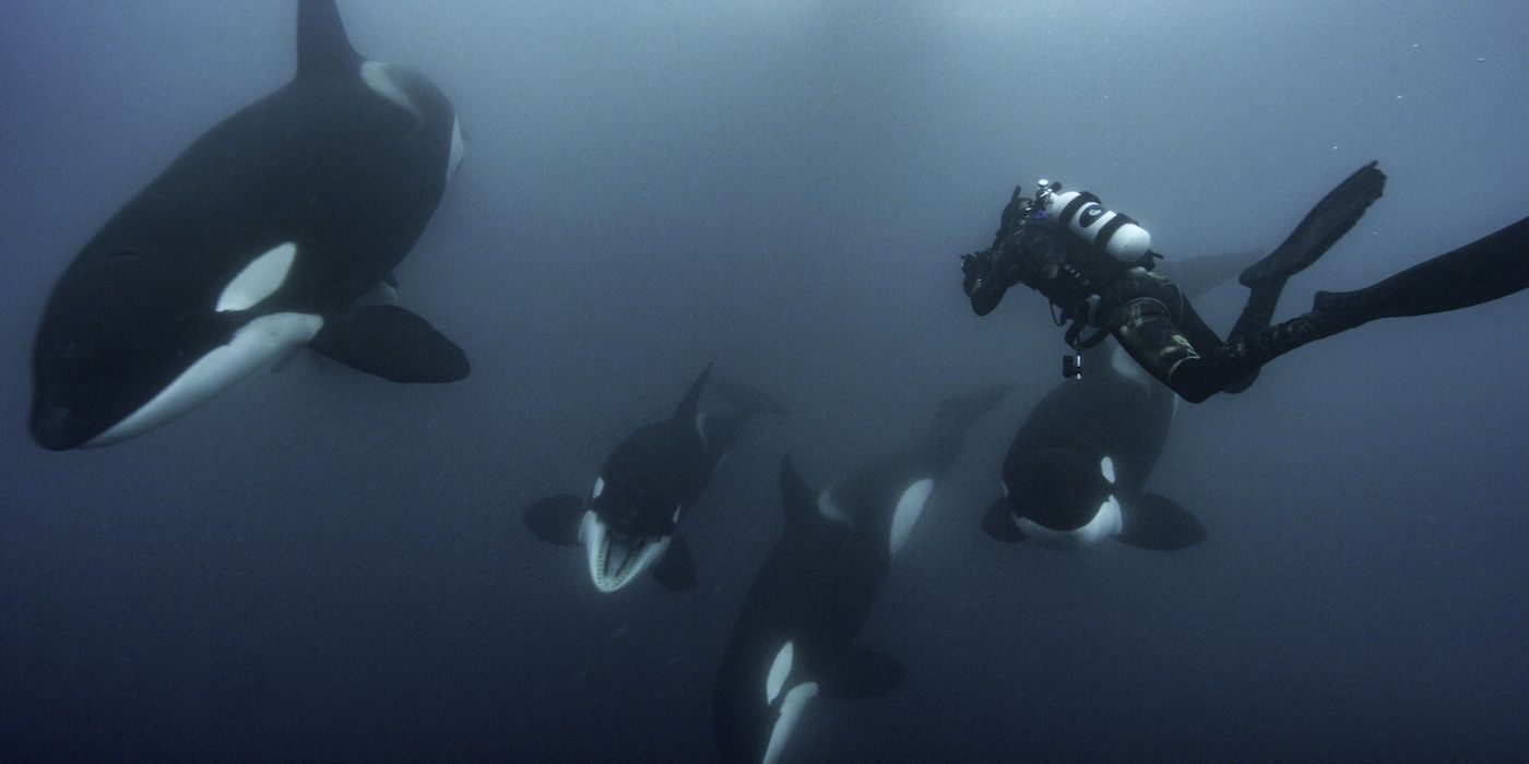 Orcas nadando em direção a um mergulhador em Secrets of the Whales
