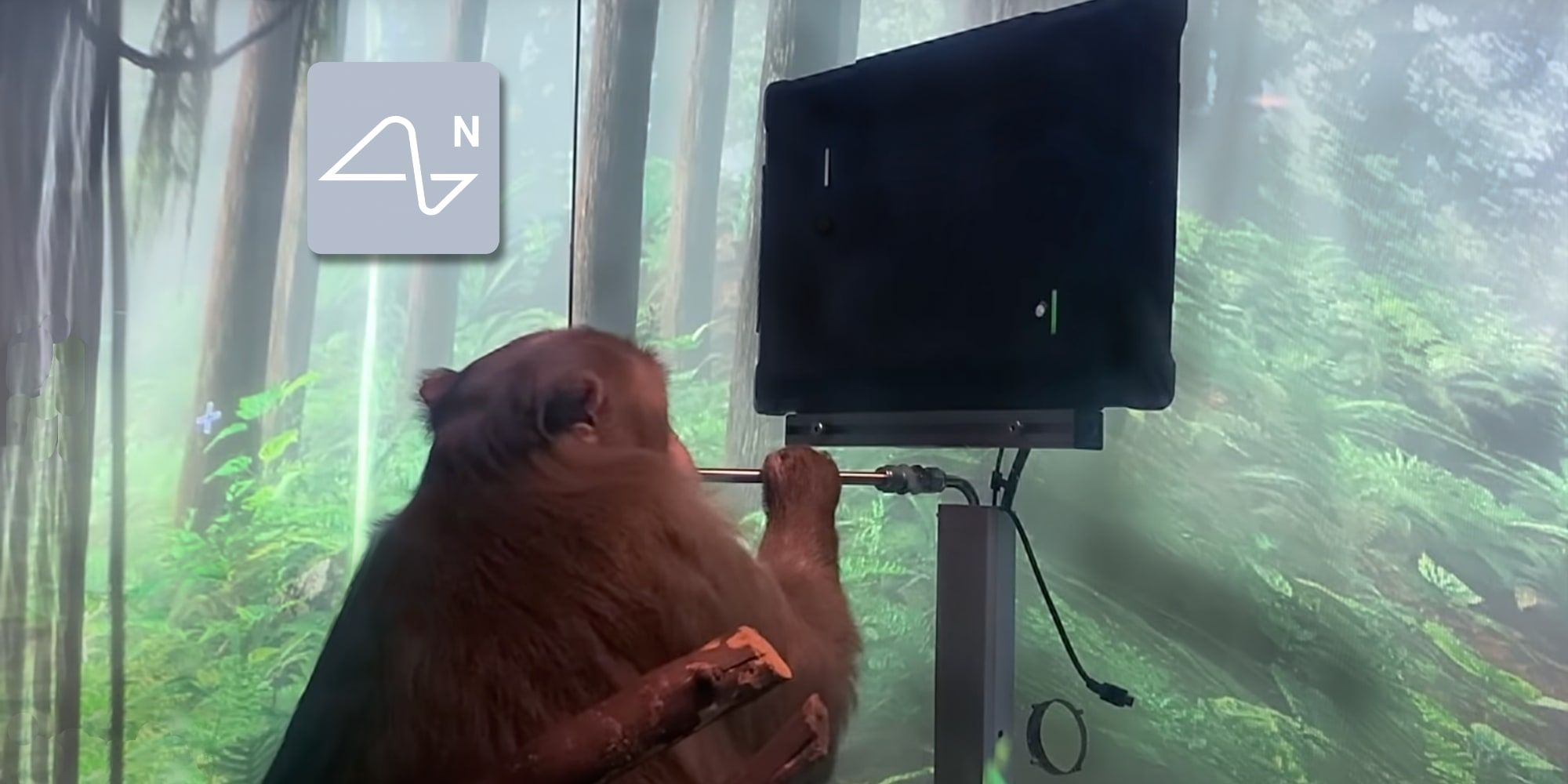 Elon Musk Neuralink Monkey Playing Mind Pong