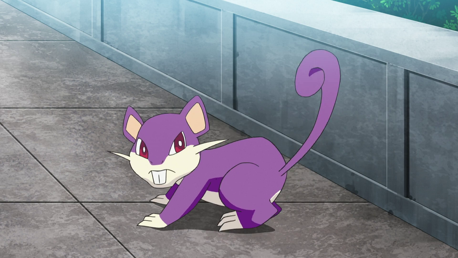 Rattata from Pokemon tv series 
