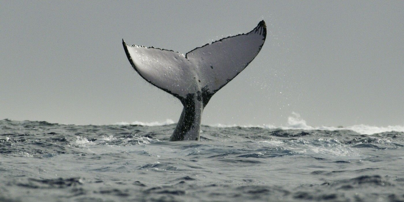 Humpback Whale Tail Secrets of the Whales