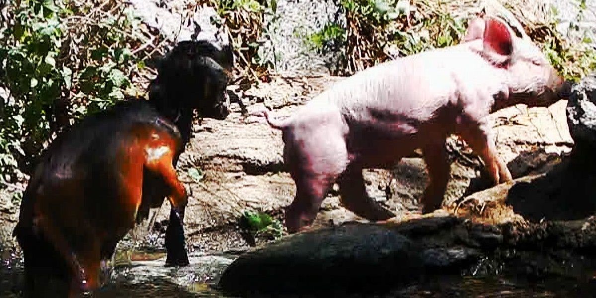 goat and pig getting out of pond