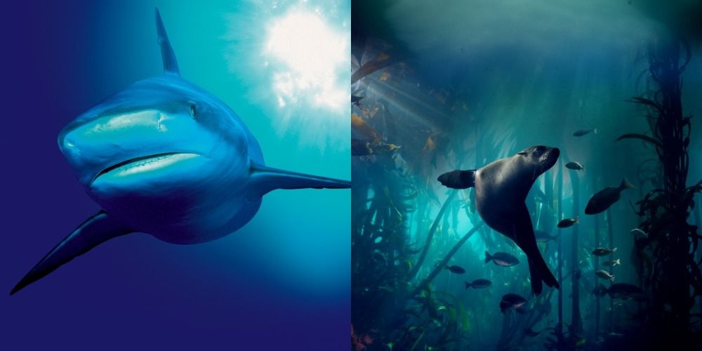 Stills from The Blue Planet and Blue Planet II
