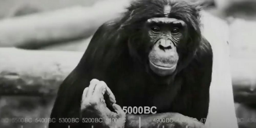 The chimpanzee in the Big Bang Theory intro
