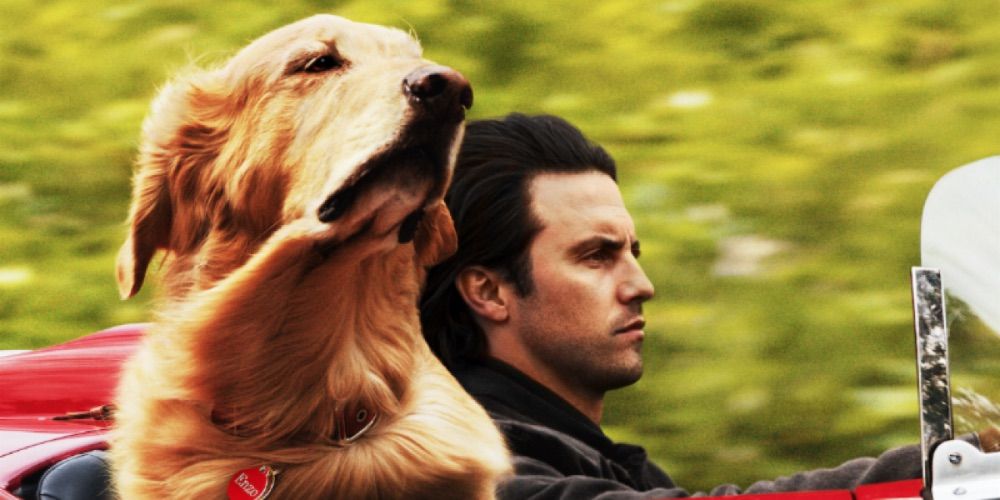 A Golden Retriever and a man in a convertible in the movie The Art of Racing in the Rain