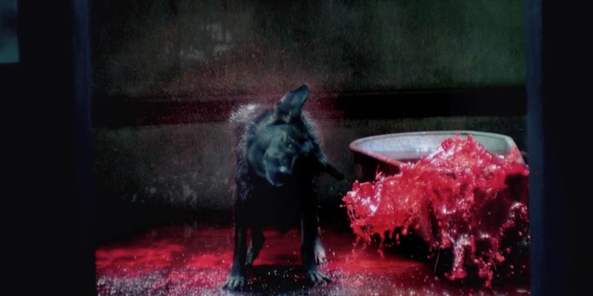 Dog shaking off bloody water in The Cell 