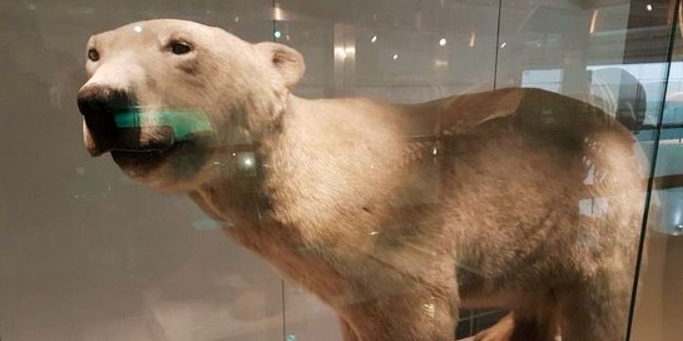 Peter The Polar Bear in Ulster Museum 