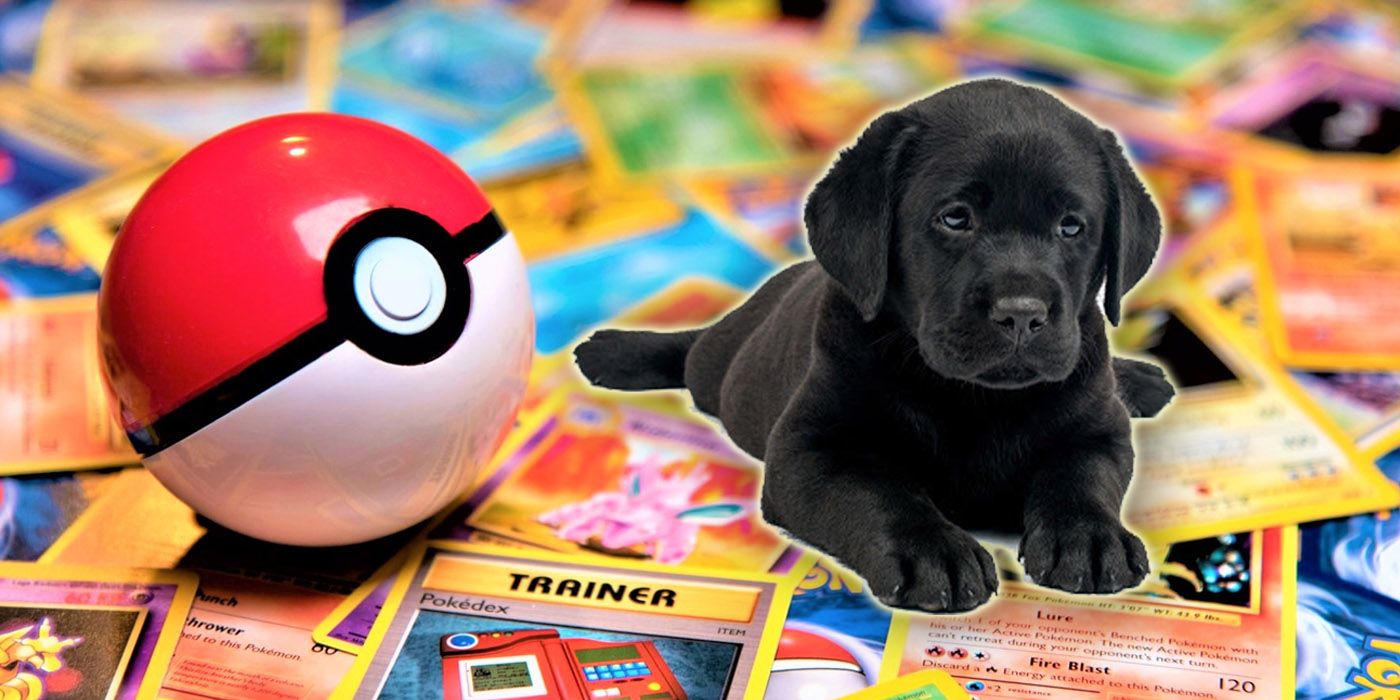 Puppy with Pokemon Cards