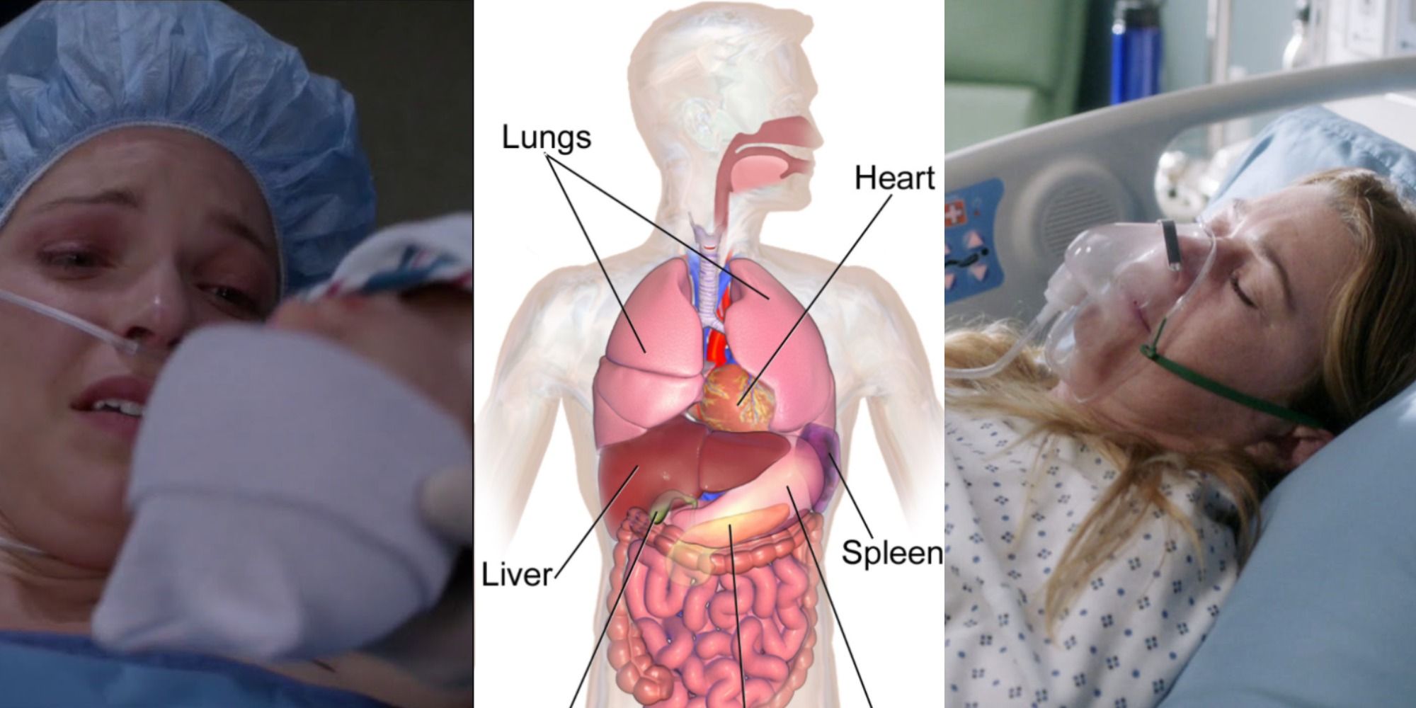 Grey's Anatomy image with medical anatomy pic