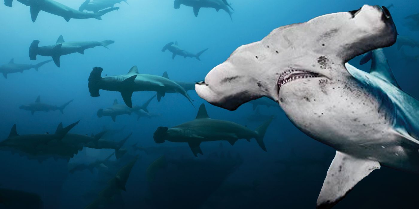 A hammerhead shark on Galapagos Realm Of Giant Sharks.