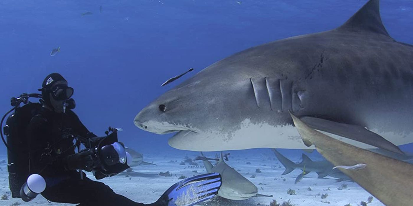 A shark confronts a diver on This Is Your Ocean Sharks.