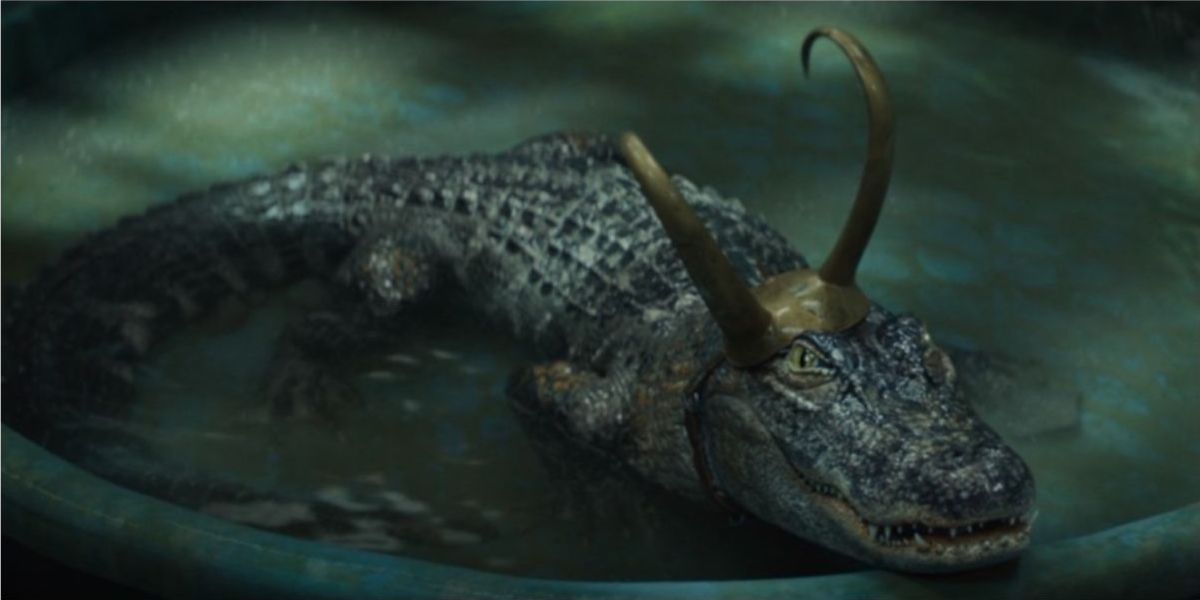 Alligator Loki relaxing in his pool of water