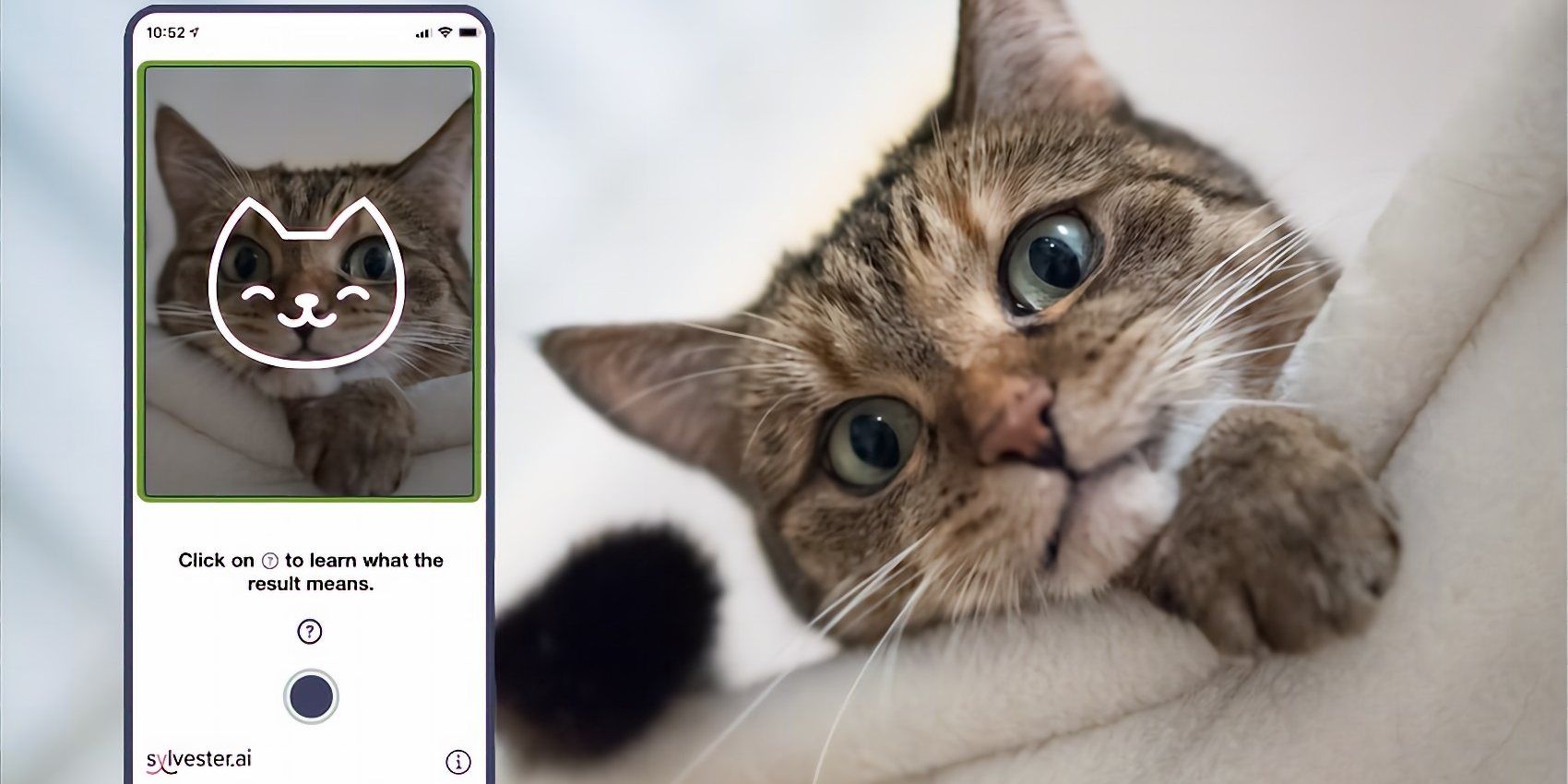 An App To Detect Cat Mood And Pain Signs
