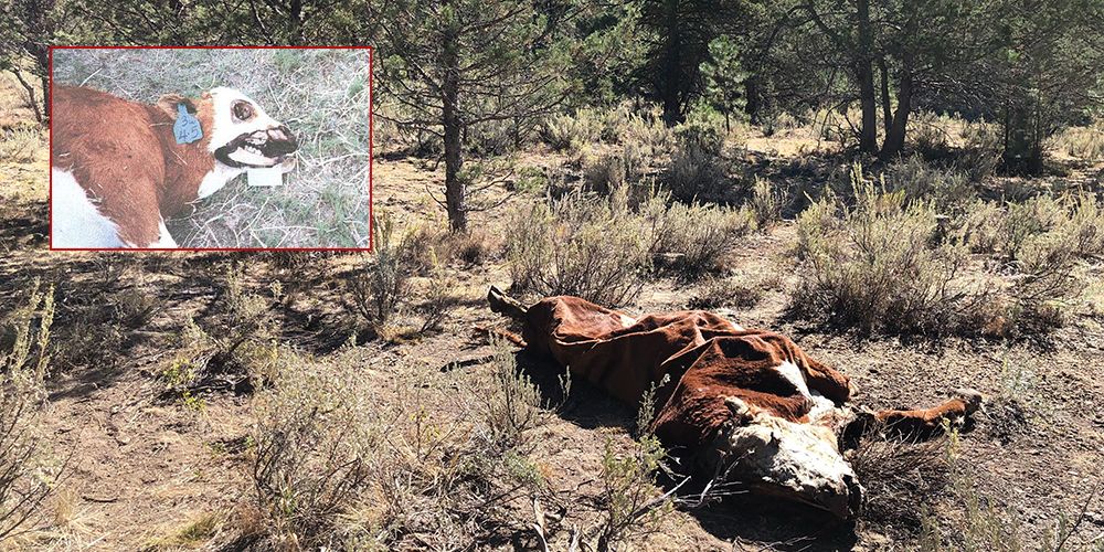 The crumpled carcass of a bull lies on U.S. Forest Service ground. It was among several killed and mutilated this summer in eastern Oregon.