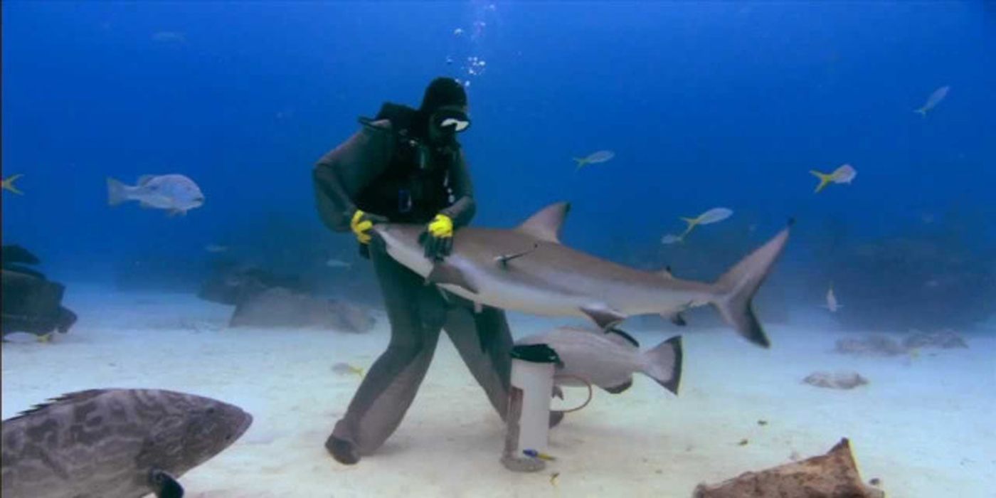 Diving with sharks in Sharkwater.