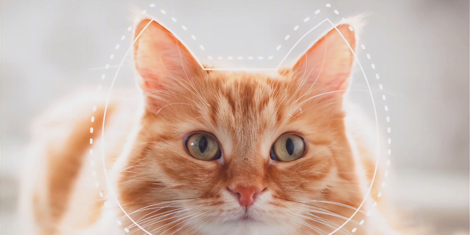 Feline Grimace Scale Tably App Detect Pain
