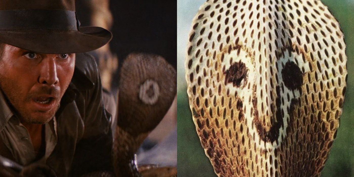 Split image of Indiana Jones facing down a cobra, and a picture of an Egyptian cobra