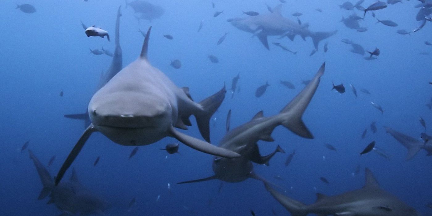 Sharks swimming in Of Shark And Man.