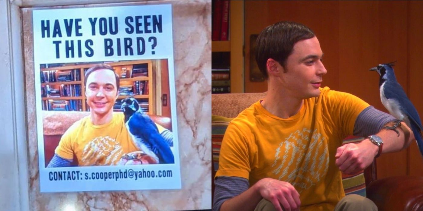 Sheldon's lost bird flyer for The Big Bang Theory