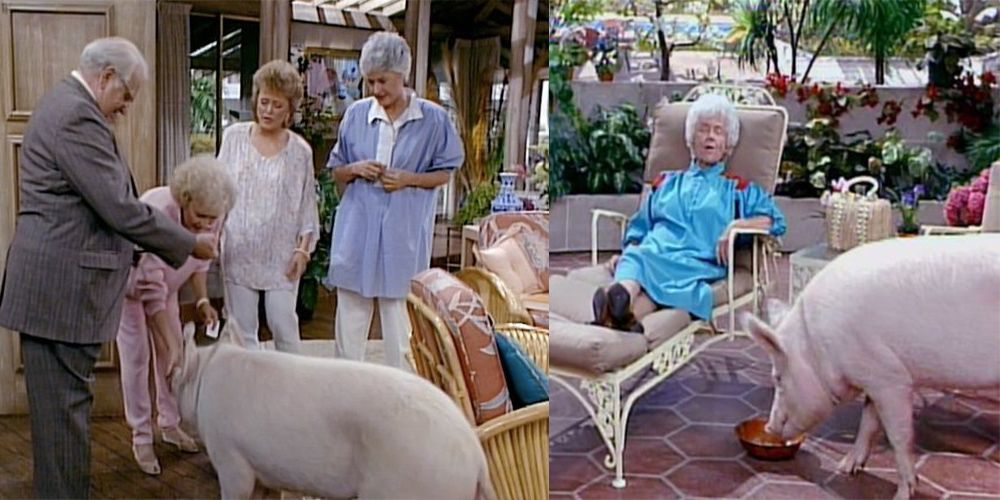 The Golden Girls meet baby the pig at the front door. Sophia talks to Baby the pig while lying on a lawn chair on the porch. 