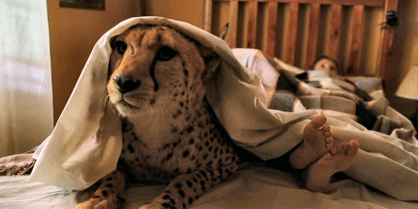 A cheetah laying under blankets in Duma