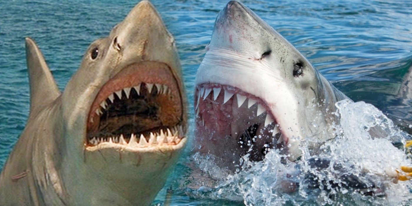 Jaws-The-Revenge