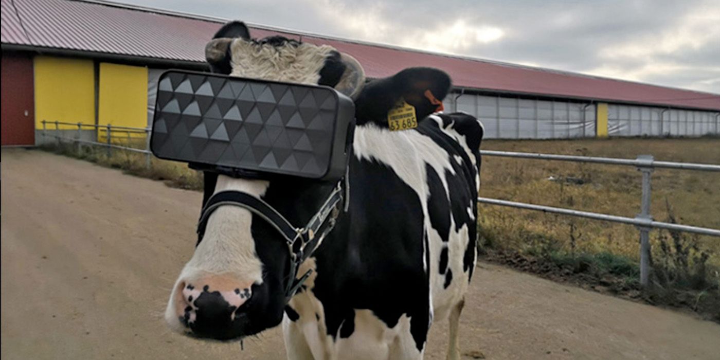 Cows Are Being Fitted With Vr Goggles To Make Them Less Anxious