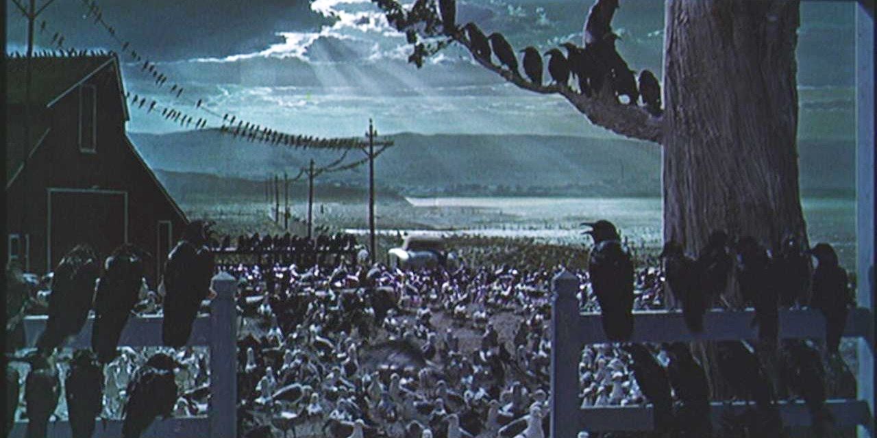 Birds gather outside the house in the final scene of Alfred Hitchcock's The Birds.