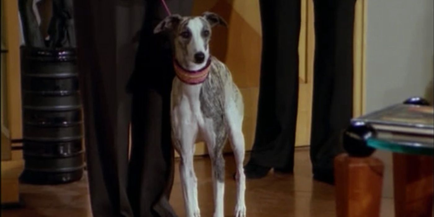 The Whippet Maris Dog in Frasier