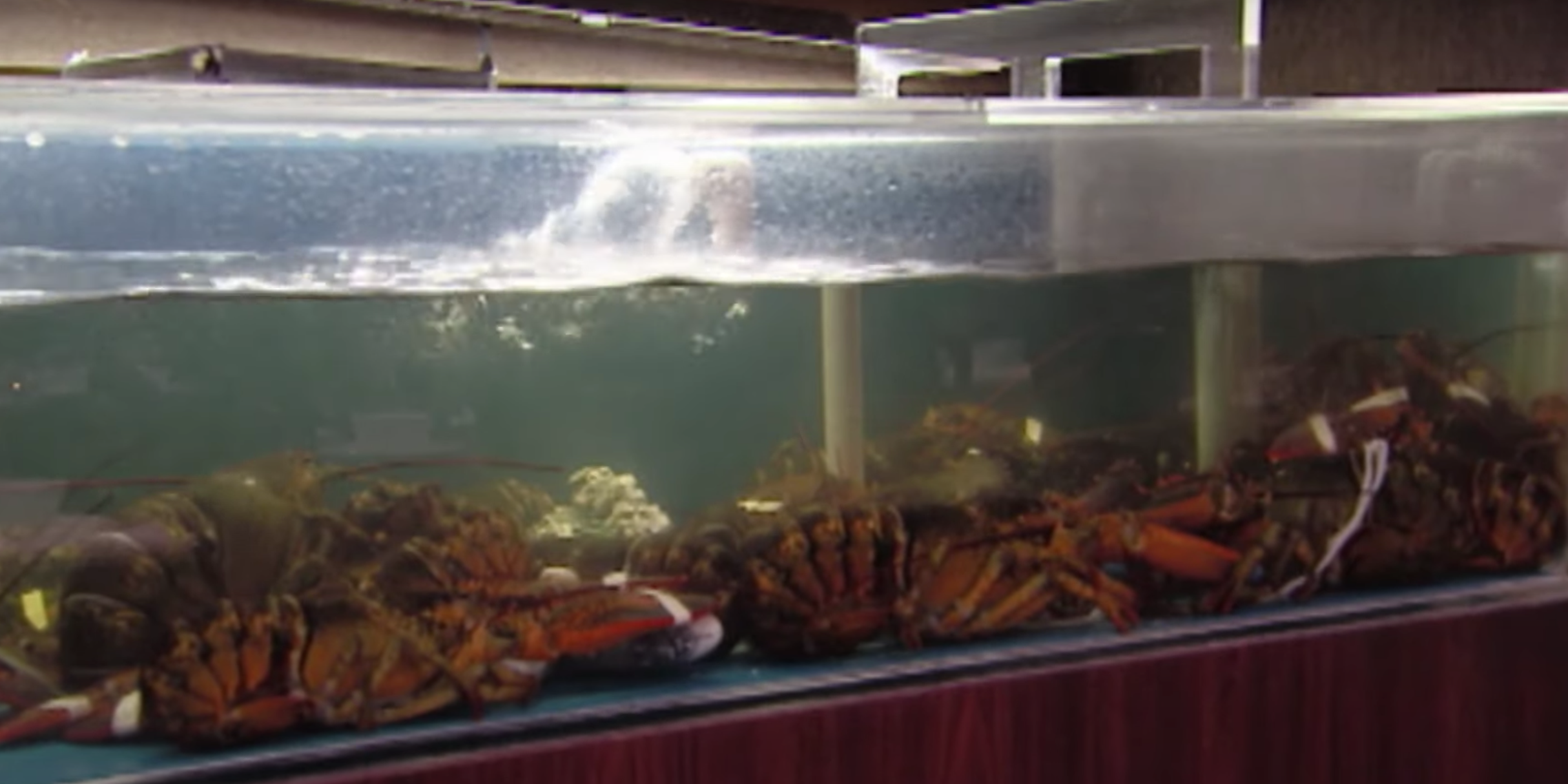 An image of the lobster tank seen in the Spanish Pavilion restaurant.