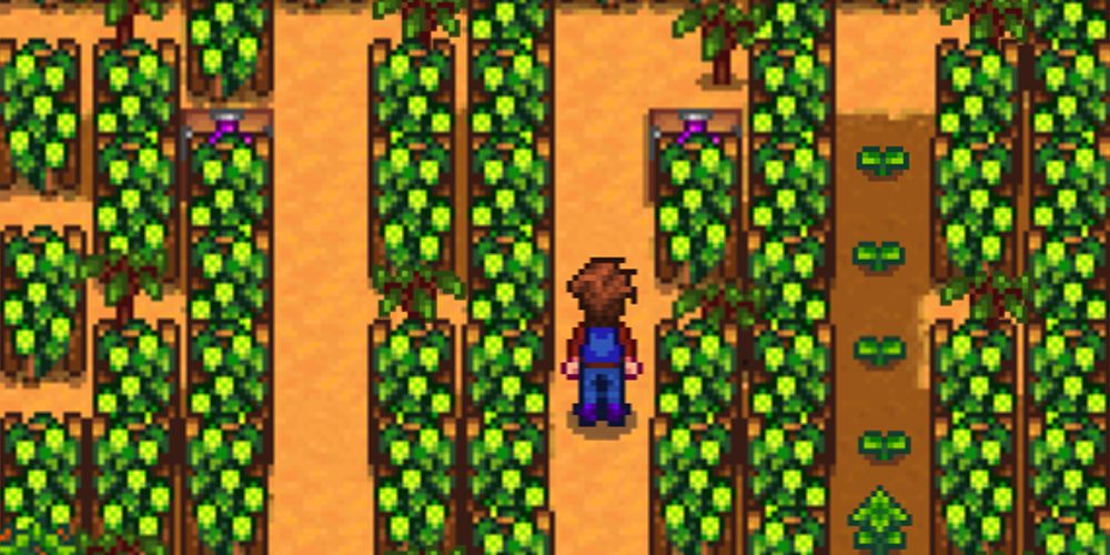 The player character grows hops in a greenhouse in Stardew Valley