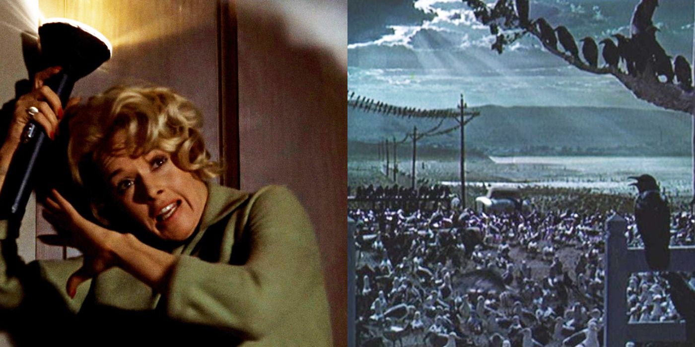 Split image of Melanie being attacked & the birds covering the land in The Birds.