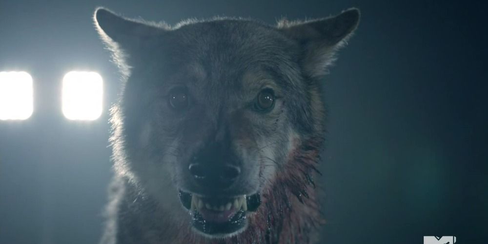 A close up image of the wolf growling on the lacrosse field in Teen Wolf