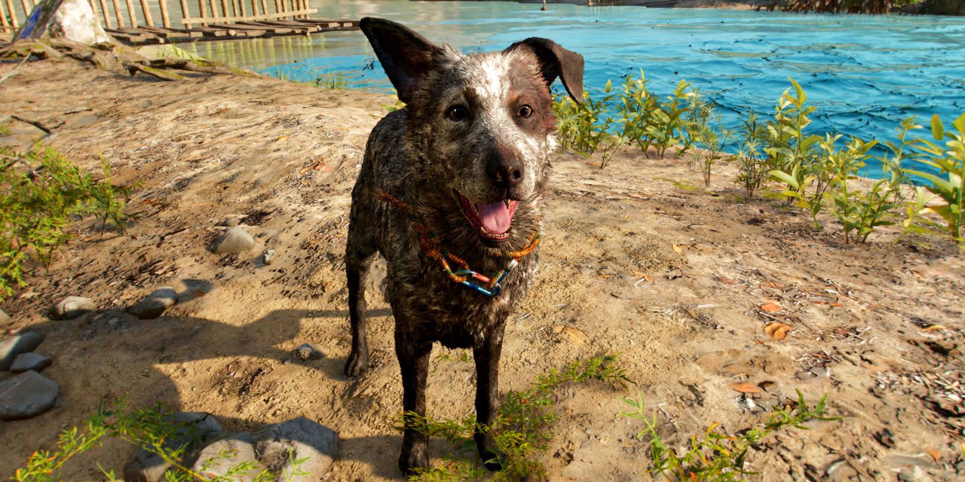 Boom Boom the dog looking at the camera in Far Cry 6