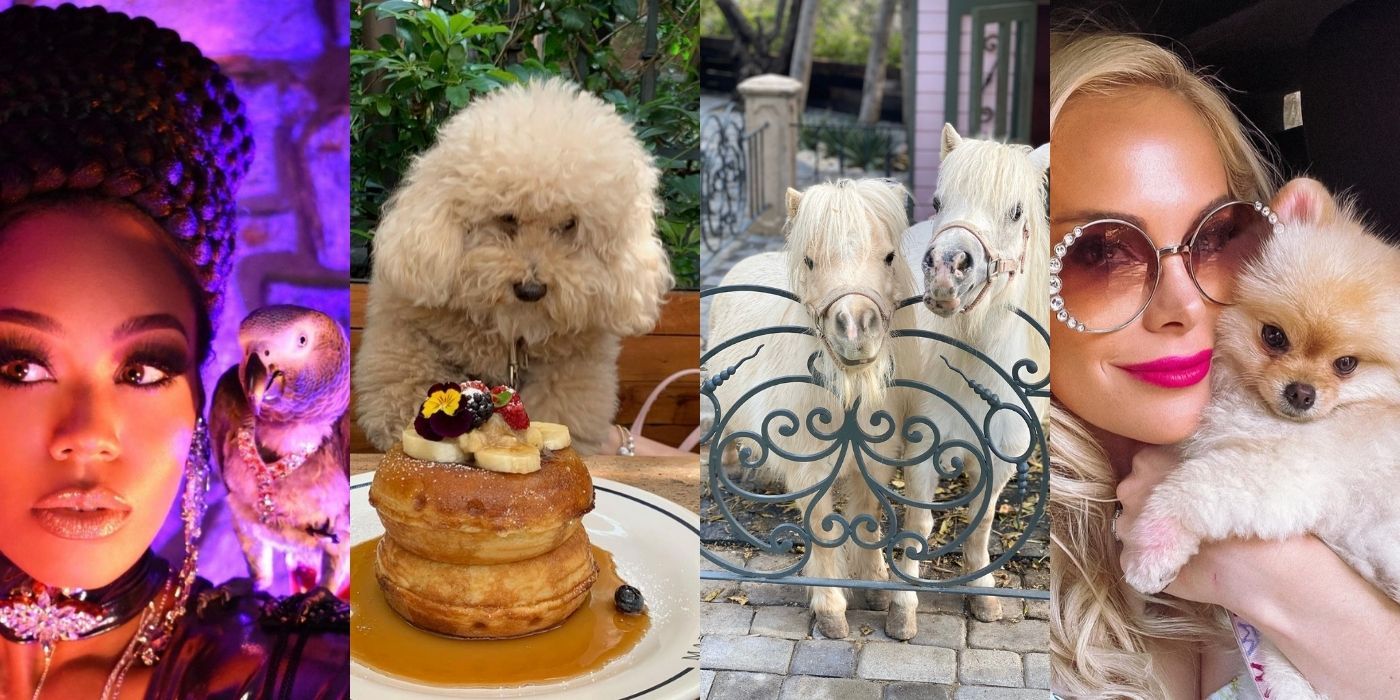 The Real Housewives The 10 Most Adorable Pets
