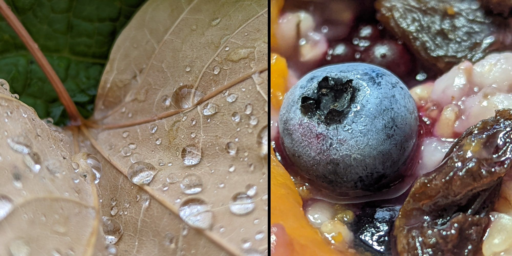 How To Shoot Close-Up Macro Photos With Pixel 6 Pro
