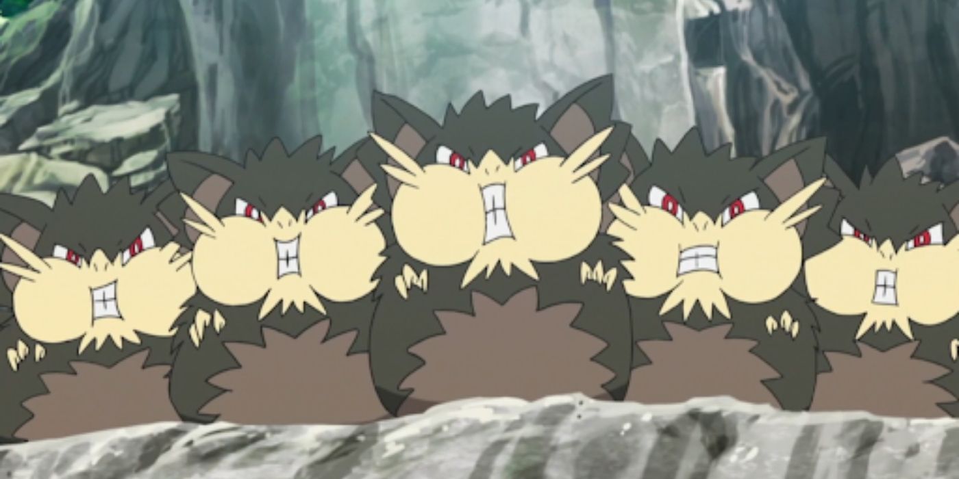 A group of Raticate in the Pokémon anime