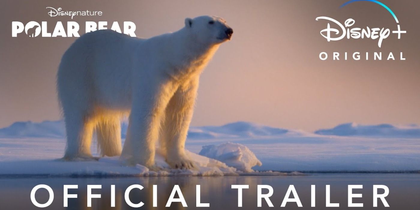 Polar Bear movie