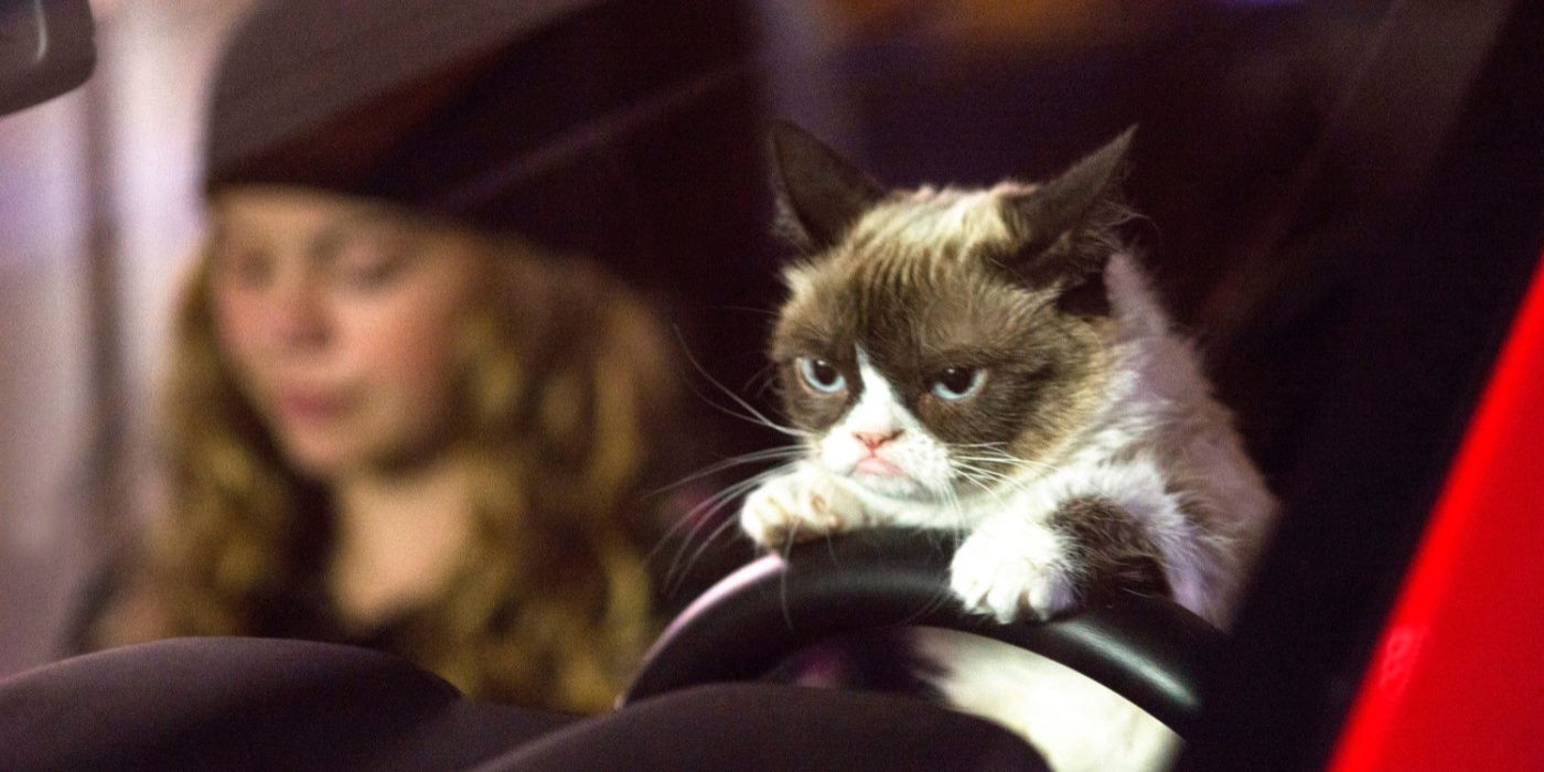 grumpy cat drives a car in grumpy cats worst christmas ever