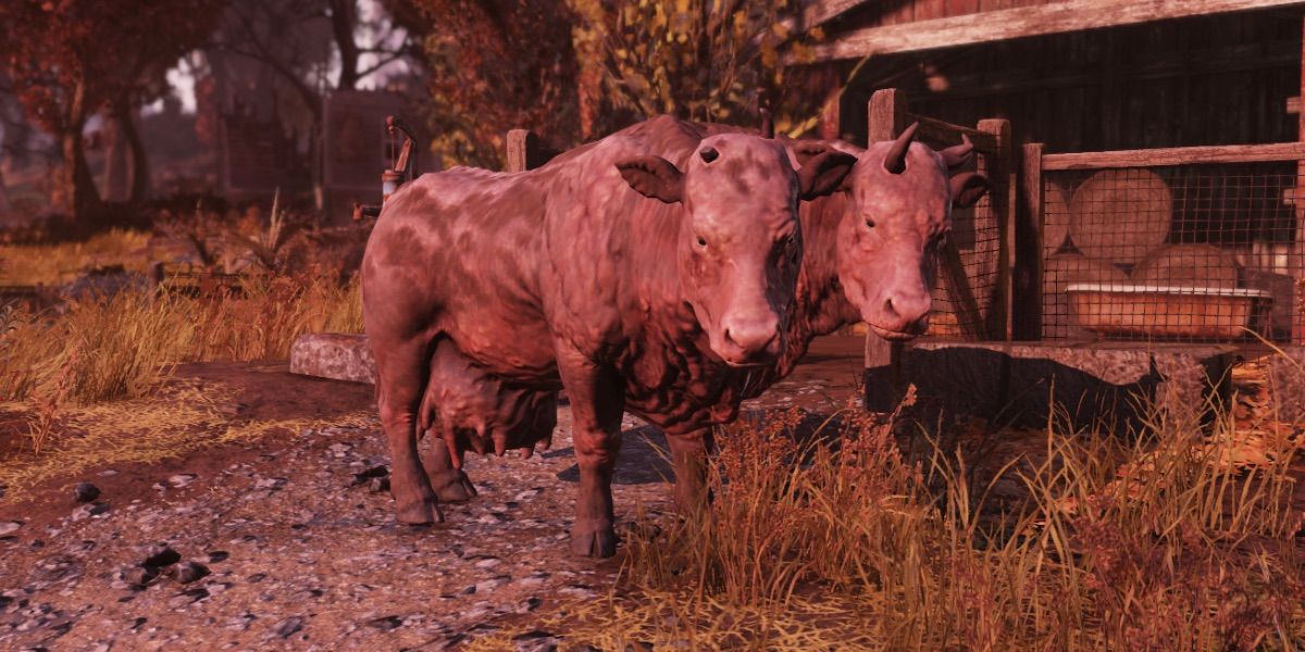 A Brahmin cow stands with two heads from Fallout