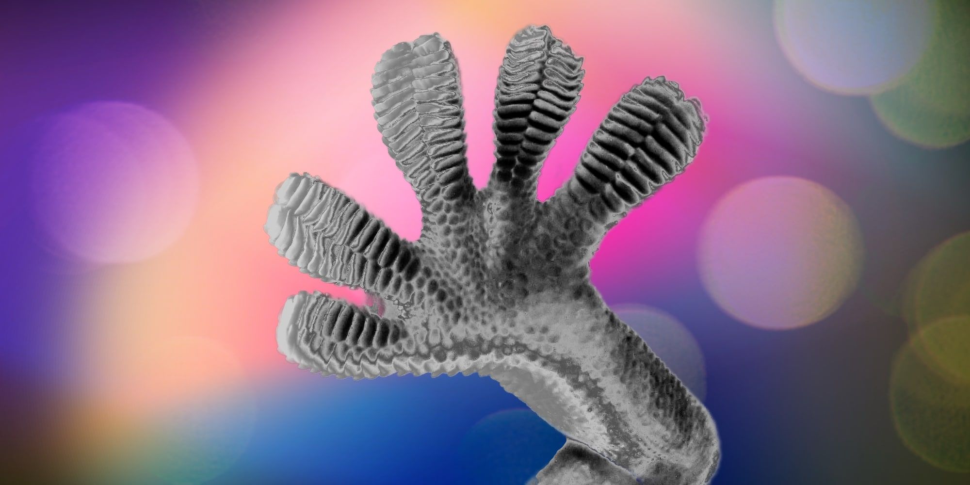 Gecko Foot Black And White Over Colorful background