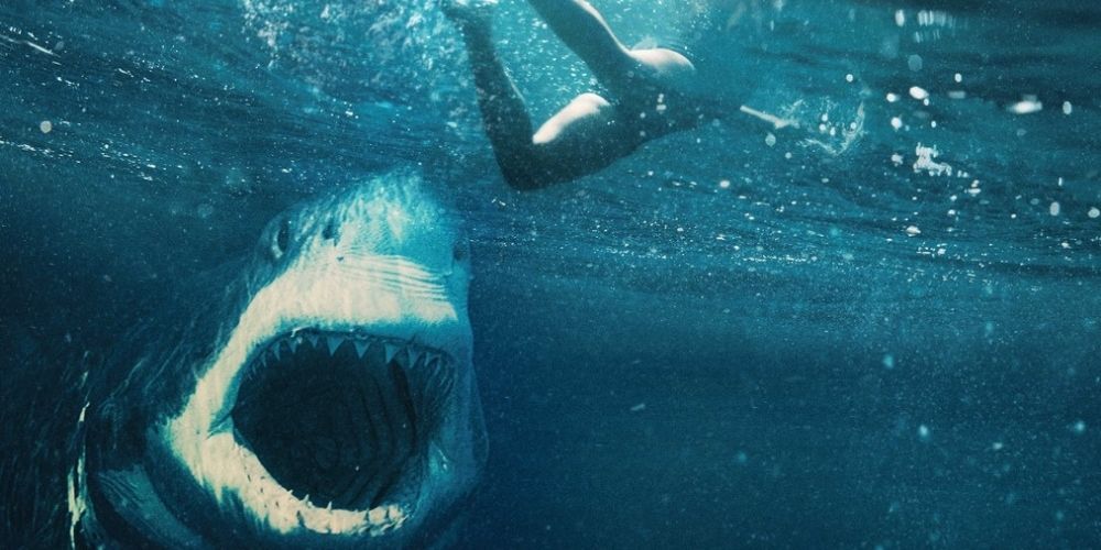 A great white opens his jaws to attack a swimmer