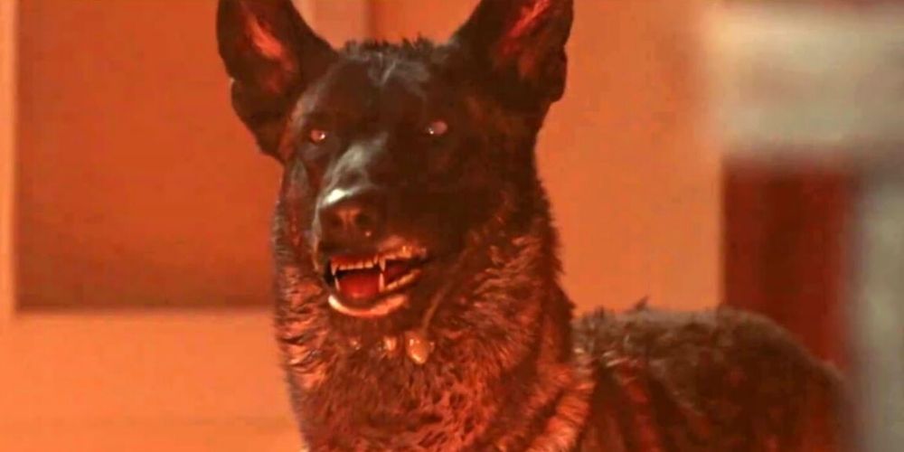 The diseased and crazed dog in 'Prey' gets ready to bite